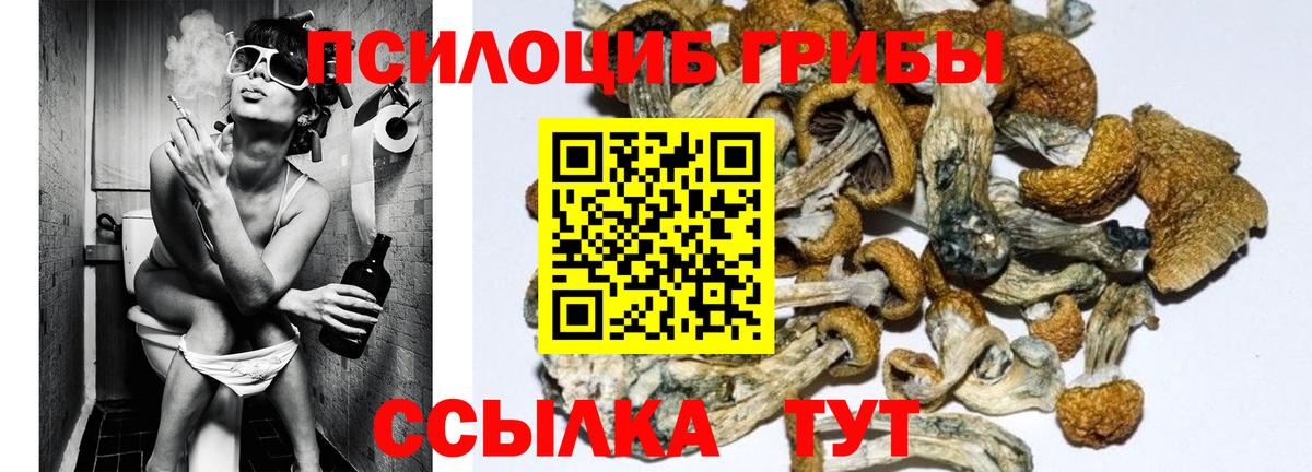 Аксай  Псилоцибиновые грибы Cubensis  Вход с VPN 